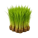 Paddy (Rice)