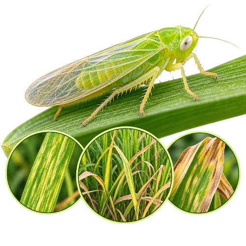 Jassids (Leafhopper)