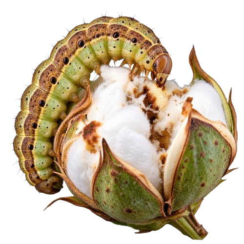 Bollworm