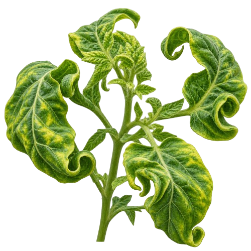 Leaf Curl Virus