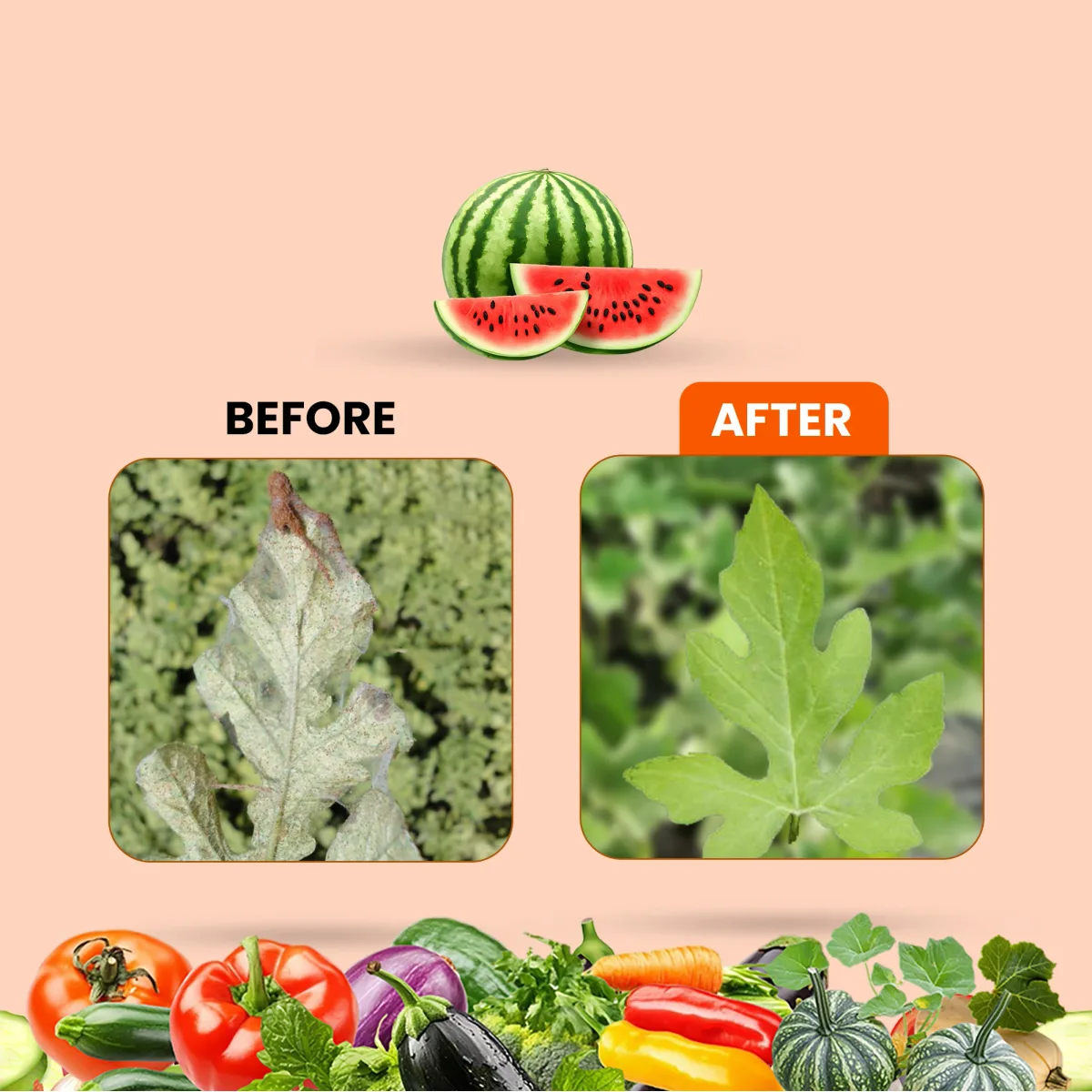 Kay Bee R-Mite | Red Mite Controls Insect for Agriculture, Farming | Red Mite and Yellow Mite Controls in Crops | Acaricide for Plants