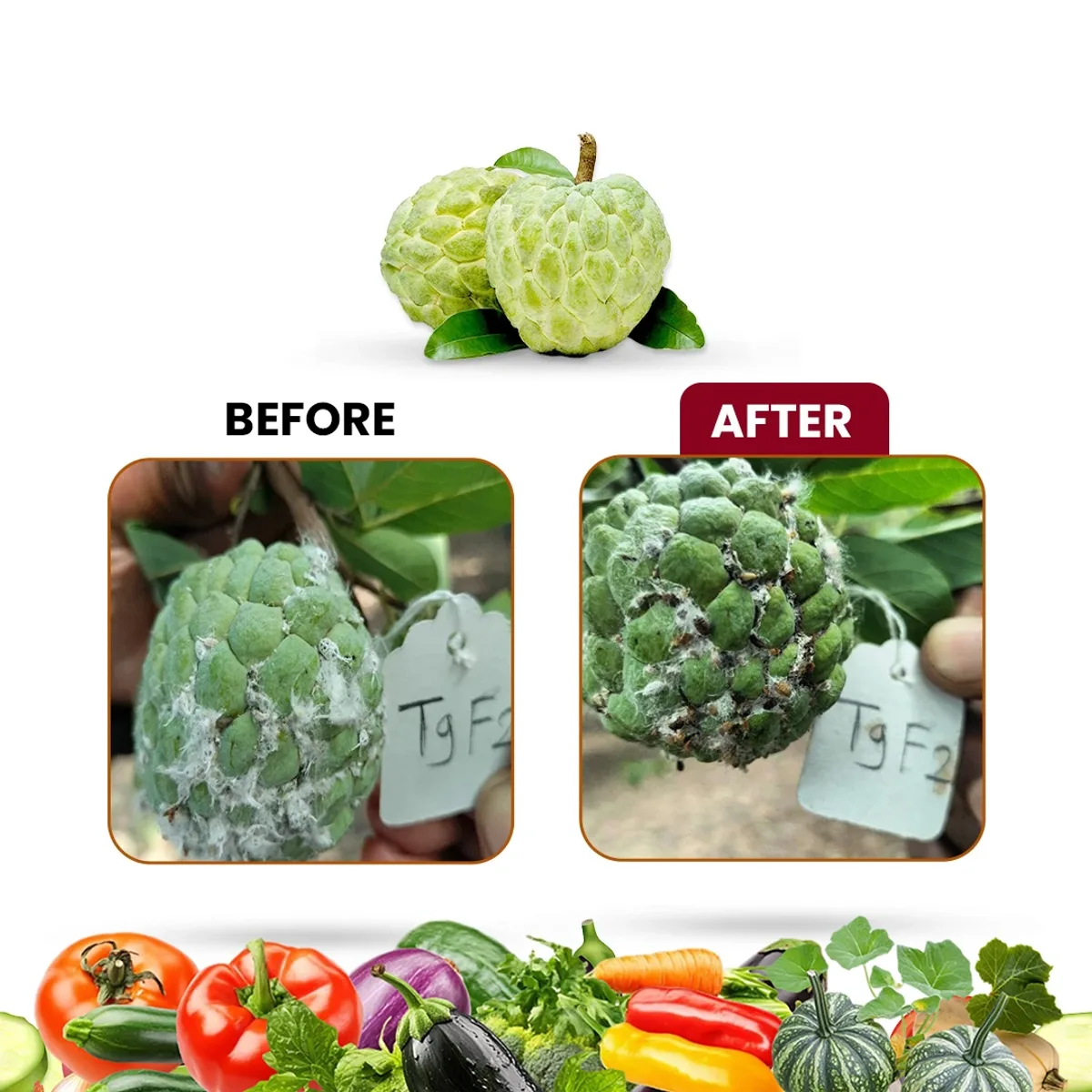 Mealy Raze – Best Insecticide for Mealybugs on Grapes, Mango, Pomegranate, Guava, Papaya, Cotton, and Other Crops