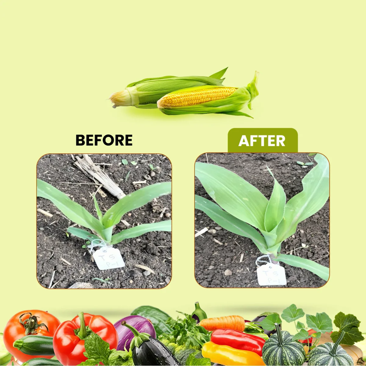 Larvo Raze – Best Larvicide and Insecticide for Stem Borer, Shoot Borer, and Caterpillar Control in Paddy, Brinjal, Cotton, Tomato, and Other Crops