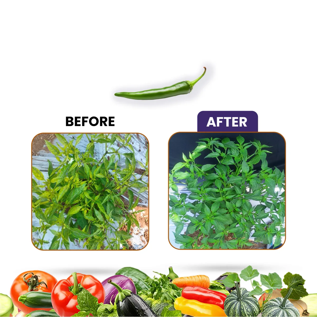 Viro Raze – Best Bio Viricide for Plant Virus Control in Chilli, Tomato, Papaya & More | Organic, Botanical-Based, Residue-Free