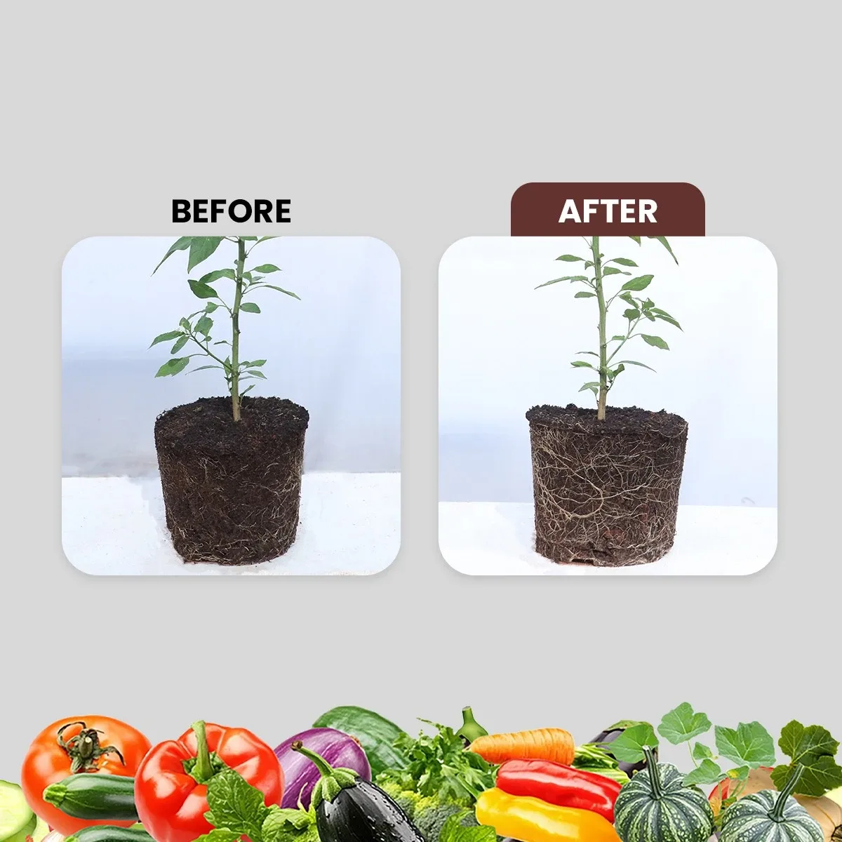 MYCORIS VAM Mycorrhiza Bio Fertilizer | Enhances Root Growth & Soil Nutrient Absorption | Suitable for All Crops