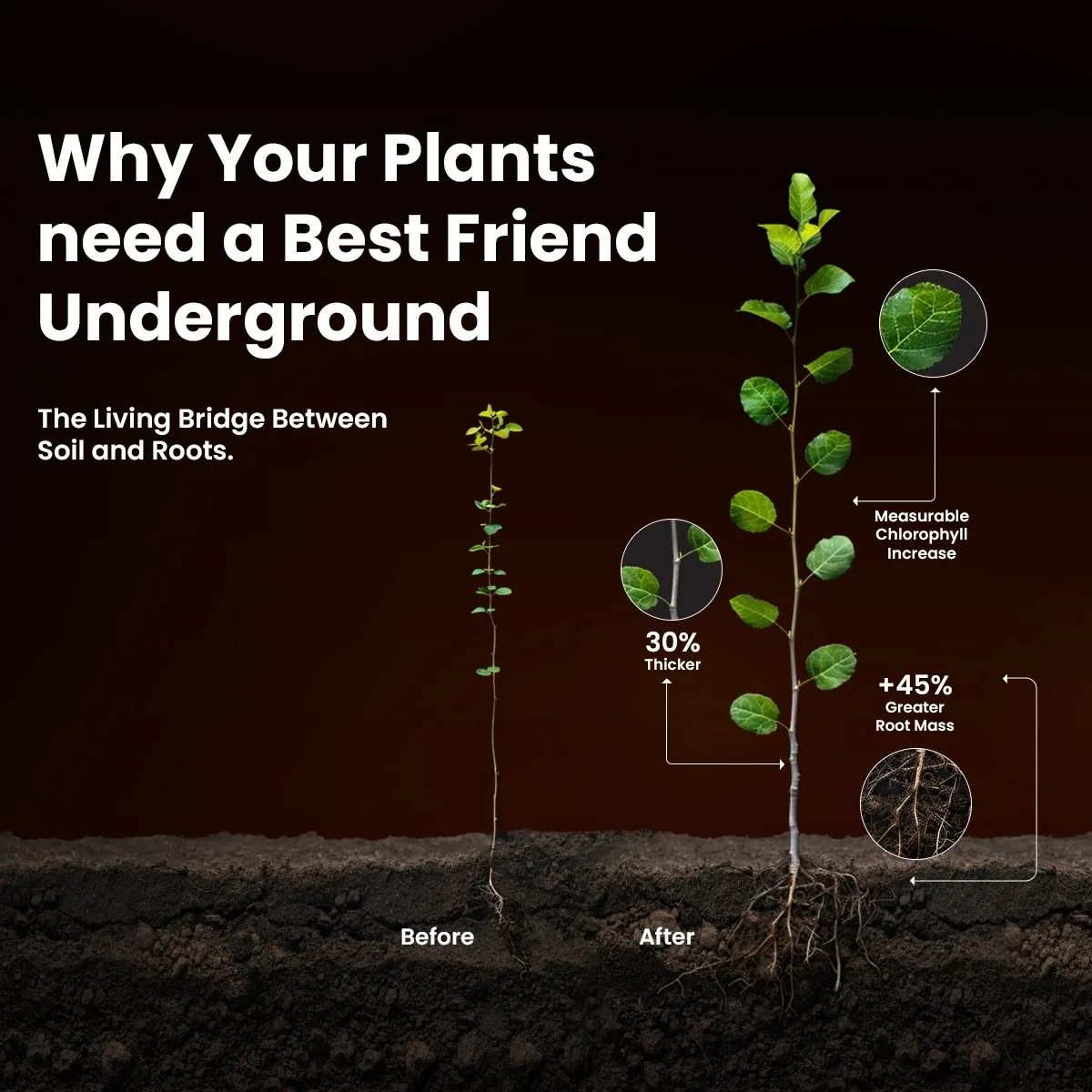 MYCORIS Premium VAM Mycorrhiza Bio Fertilizer | Enhances Root Growth, Nutrient Absorption & Soil Microbial Activity