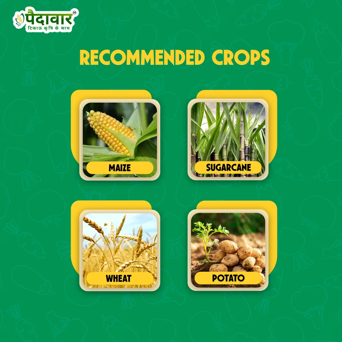 Paidavaar Advance - 41 Glyphosate 41% SL Herbicide