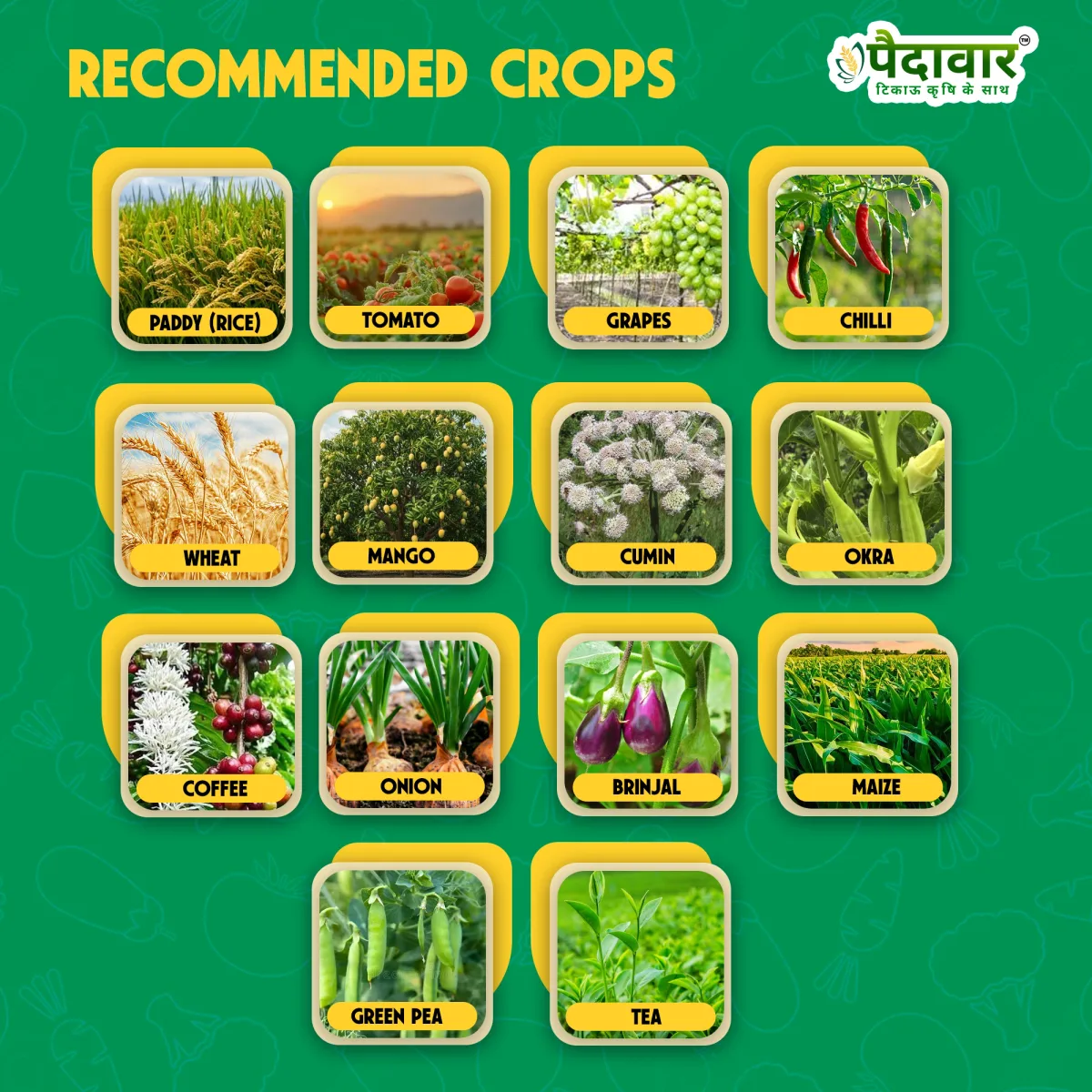 Paidavaar Protivo | Tebuconazole 50% + Trifloxystrobin 25%  WG | Fungicides