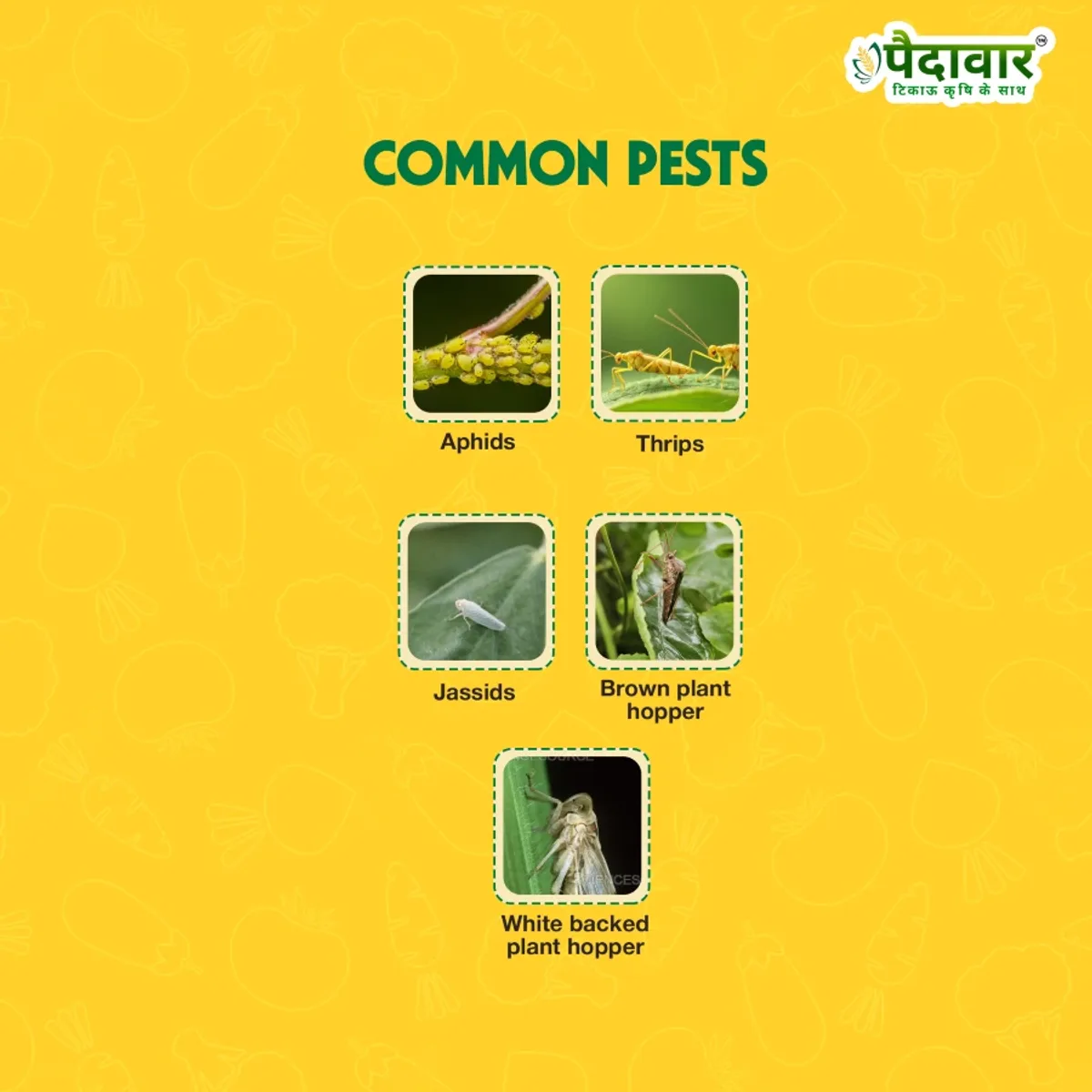 Paidavaar Mida-30 I midacloprid 30.5% SC | Insecticide