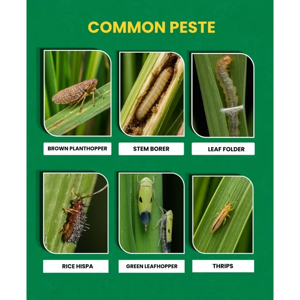 Paidavaar Dhamal Insecticide – Thiamethoxam 1.0% + Chlorantraniliprole 0.5% GR