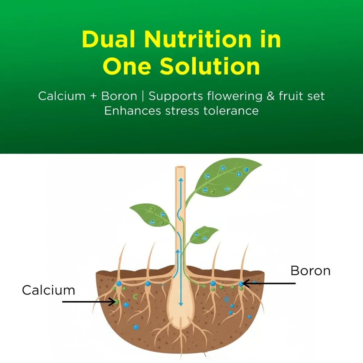 Titan Agritech Calcium Boron Amino Acid Chelate 6:1
