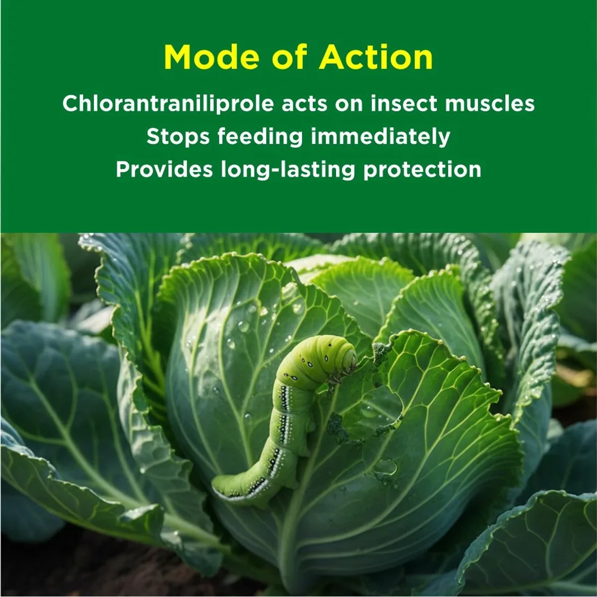 Titan Agritech Chlorantraniliprole 0.4% GR